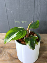 Philodendron White Princess  - Rare Aroid Collection - FREE SHIPPING
