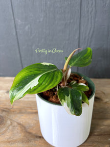 Philodendron White Princess  - Rare Aroid Collection - Ships Free!