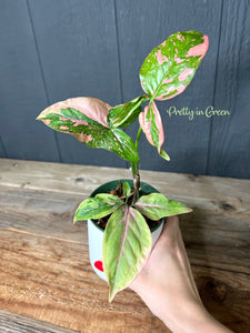 Syngonium Pink Spot Variegated - Rare Aroid Collection