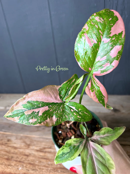 Syngonium Pink Spot Variegated - Rare Aroid Collection