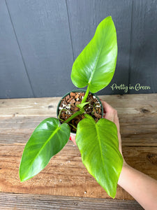Philodendron Giganteum --  Rare Aroid Collection