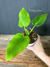 Philodendron Giganteum --  Rare Aroid Collection
