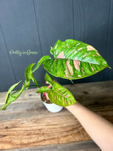 Syngonium Pink Splash Spot Allusion Variegated
