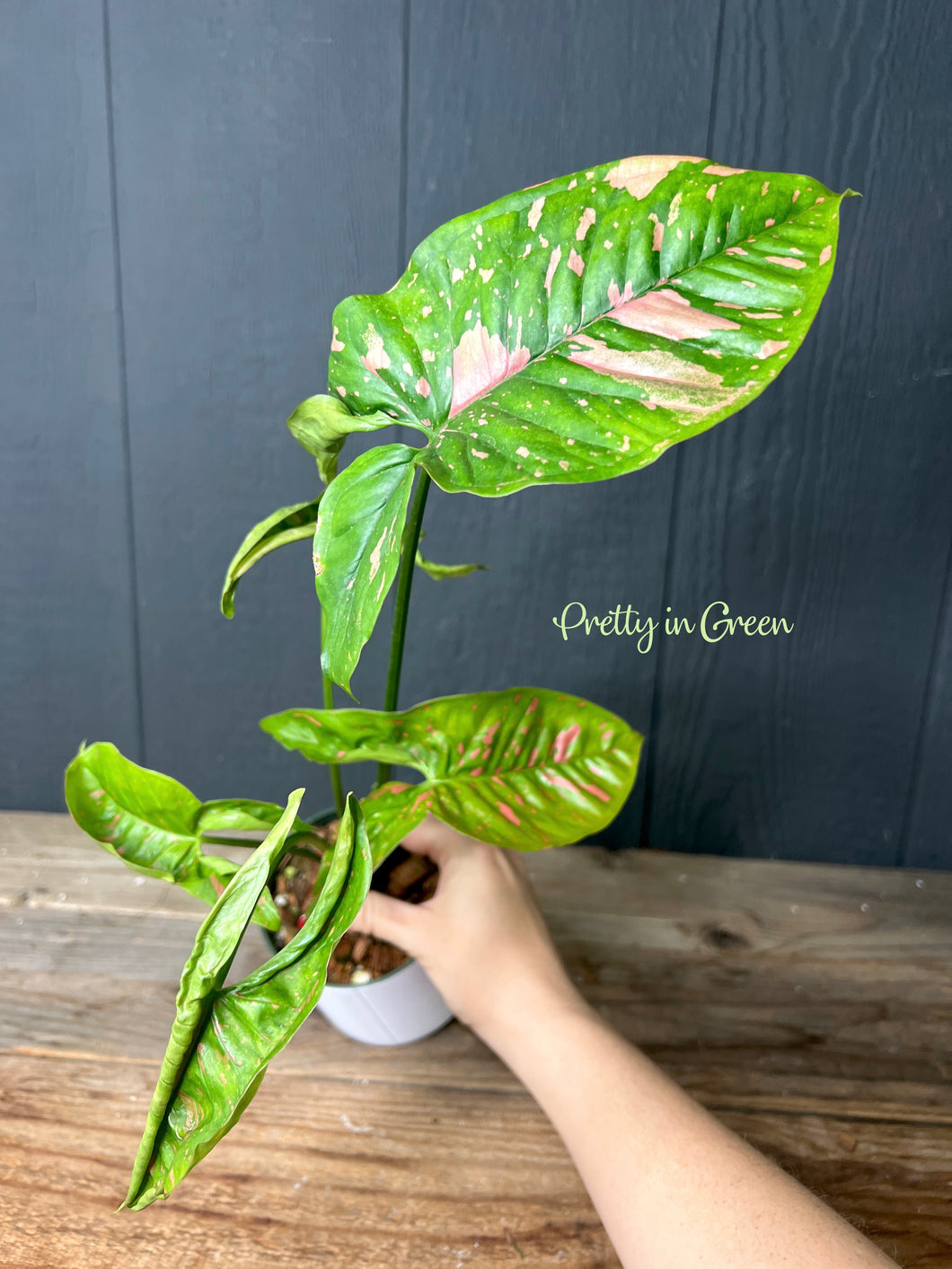 Syngonium Pink Splash Spot Allusion Variegated