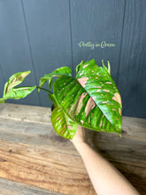 Syngonium Pink Splash Spot Allusion Variegated