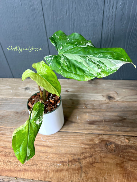 Syngonium Albo Variegated