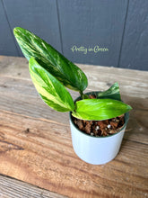 Monstera Standleyana Aurea