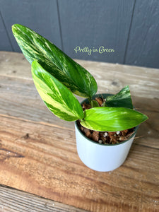 Monstera Standleyana Aurea