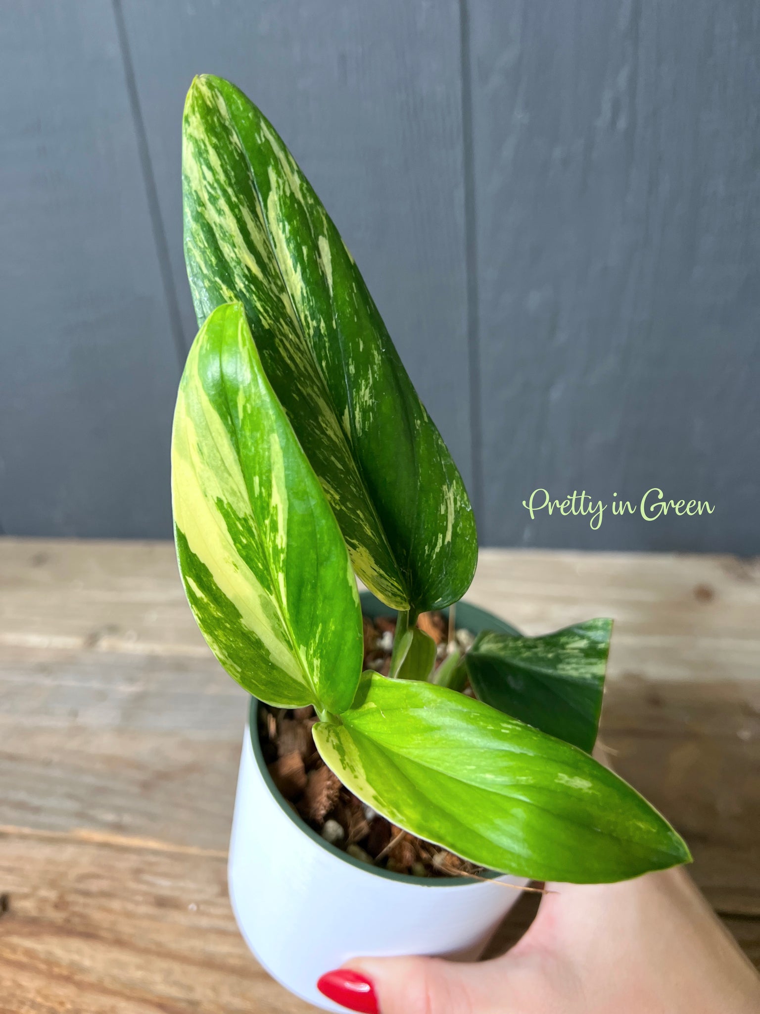 Monstera standleyana Aurea on Moss Pole - Pick Your Plant, 6 Plant — The  Plant Farm®