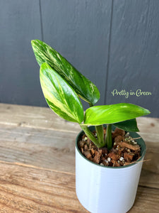 Monstera Standleyana Aurea