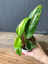 Monstera Standleyana Aurea