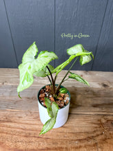 Syngonium Jade / Three Kings Variegated