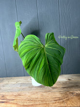 XL Philodendron Gloriosum