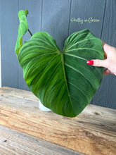 XL Philodendron Gloriosum