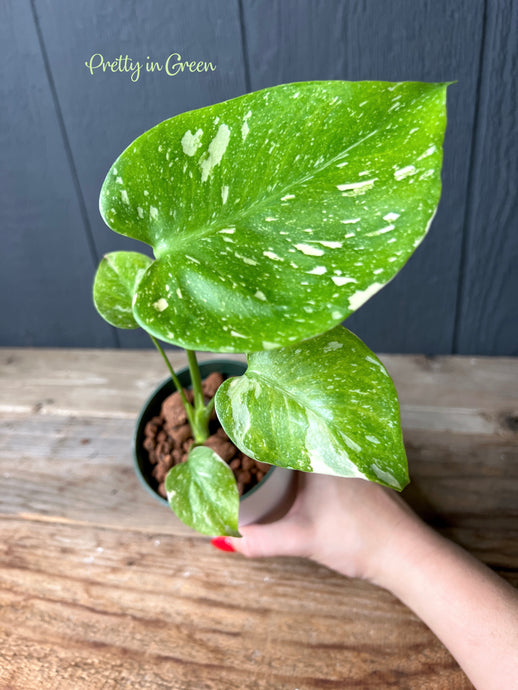 Monstera Thai Constellation