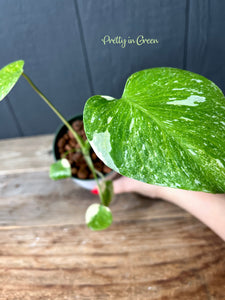 Monstera Thai Constellation