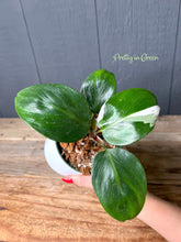 Philodendron White Knight