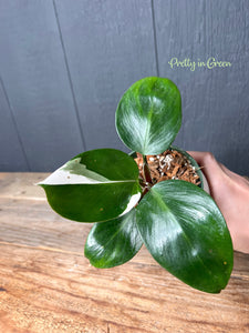 Philodendron White Knight