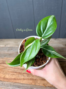 Rio Heartleaf Philodendron