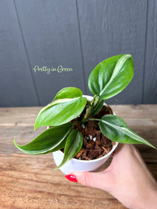 Rio Heartleaf Philodendron