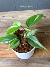 Rio Heartleaf Philodendron