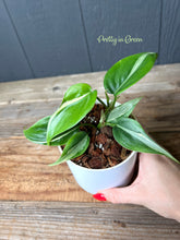 Rio Heartleaf Philodendron