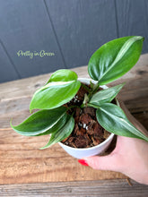 Rio Heartleaf Philodendron