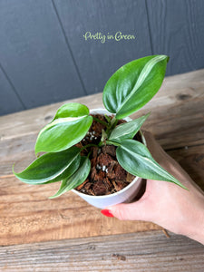 Rio Heartleaf Philodendron