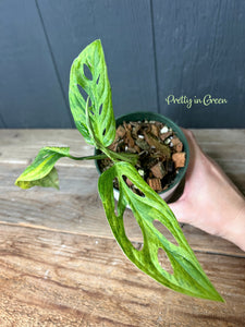 Monstera Adansonii Thai Mint Variegata