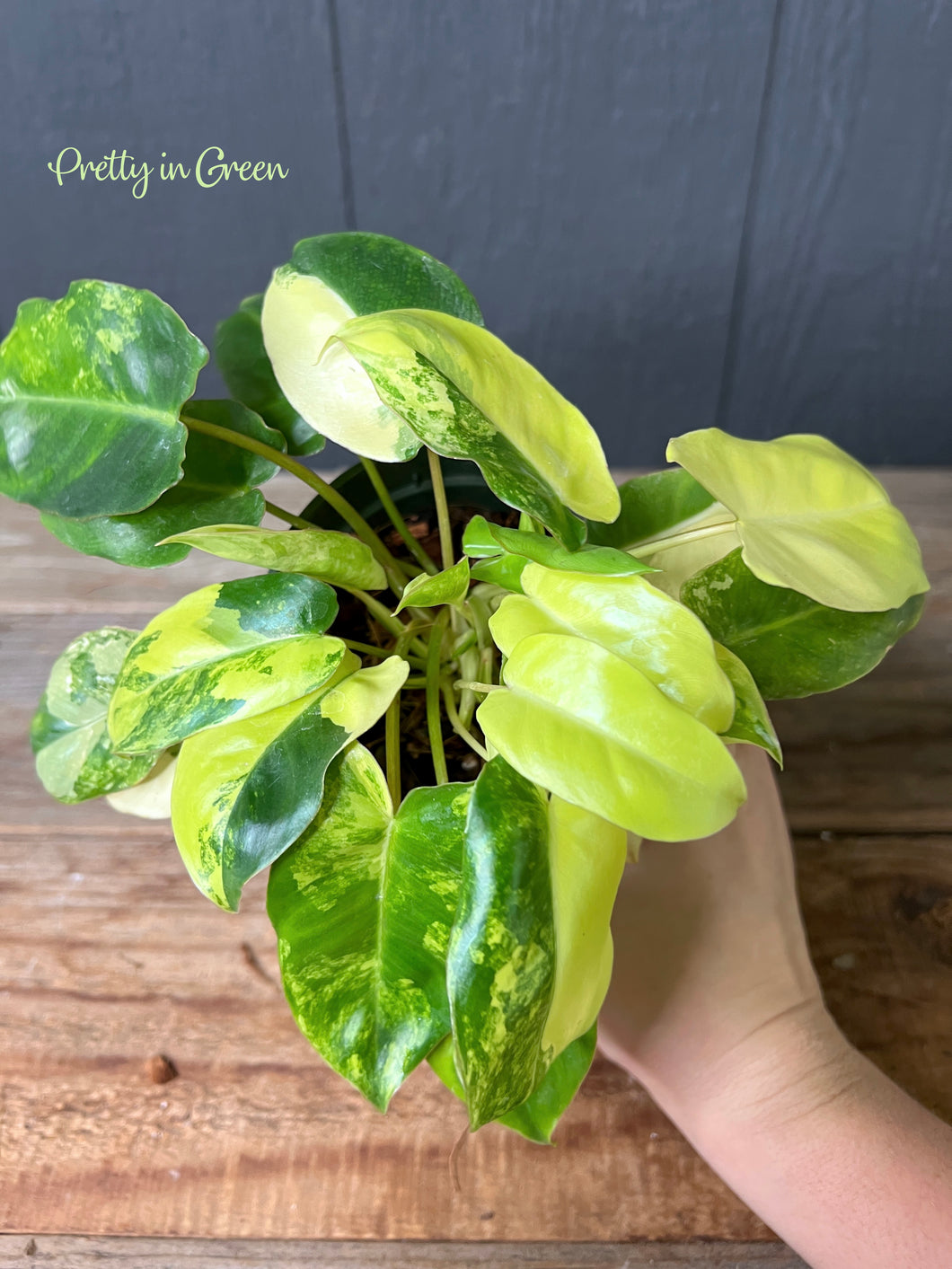 Philodendron Burle Marx Variegata