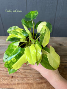 Philodendron Burle Marx Variegata