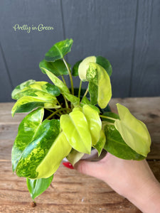 Philodendron Burle Marx Variegata