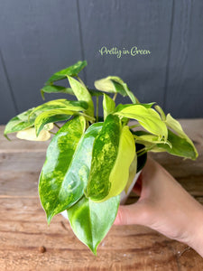 Philodendron Burle Marx Variegata