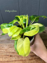 Philodendron Burle Marx Variegata