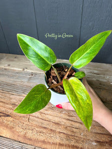 Philodendron Painted Lady