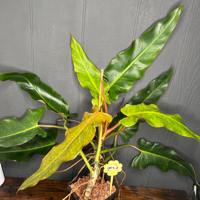 Philodendron Quad Color / Philo Orange Marmalade - SHIPS FREE