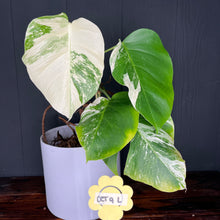 Monstera Albo Variegata - RARE Variegated Aroid - SHIPS FREE