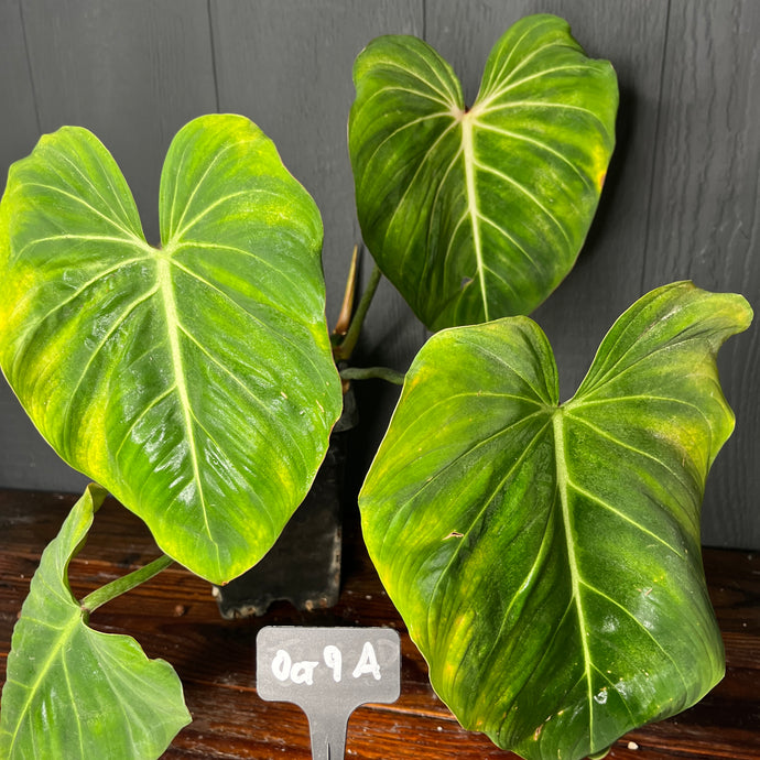 LARGE Philodendron Gloriosum RARE AROID