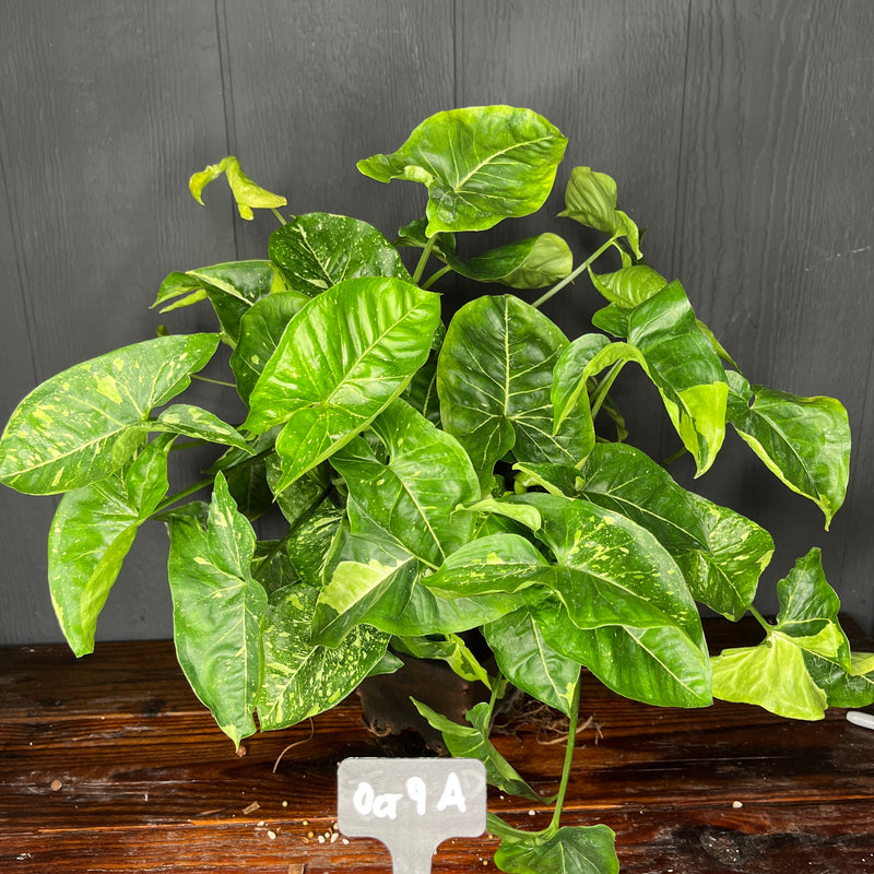 Extremely online Rare Syngonium Panda Galaxy Green Spot House Plant Aroid Tropical Indoor Outdoor DHL Express Free Phytosanitary certificate