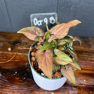 Syngonium Pink Splash Variegated - RARE AROID