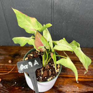 Syngonium Orm Nagpum PINK SALMON - Variegated podophyllum