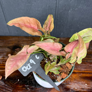 Syngonium Pink Splash Variegated - RARE AROID