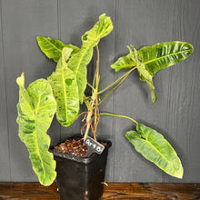 Large Philodendron Paraiso Verde - RARE AROID