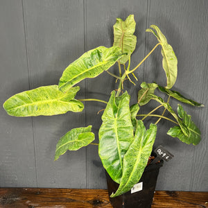 Large Philodendron Paraiso Verde - RARE AROID