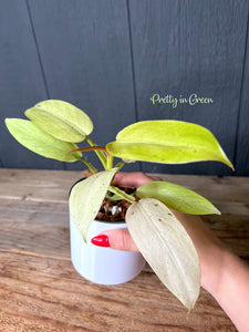 Philodendron Whipple Way *Very Rare*