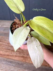 Philodendron Whipple Way *Very Rare*