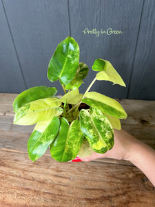 Philodendron Burle Marx Variegata