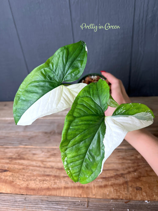 Syngonium Albo Variegated