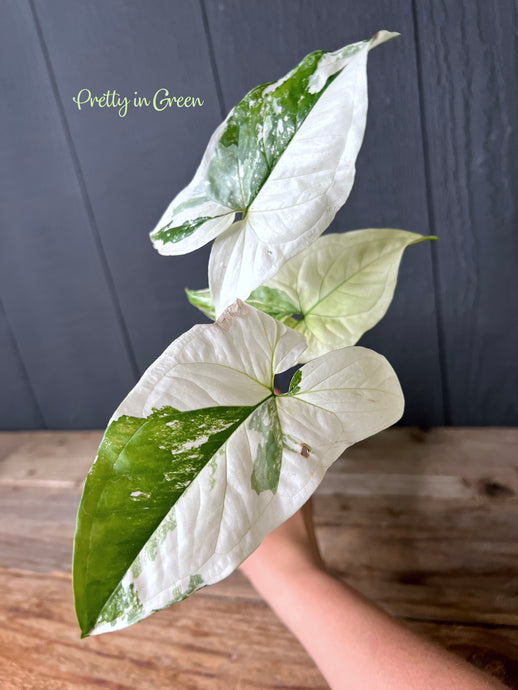 Syngonium Albo Variegated