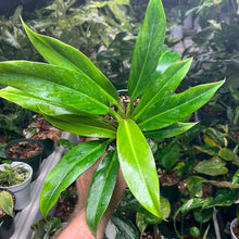 Philodendron Wend Imbe Variegated Reversion - Rare Aroid Collection